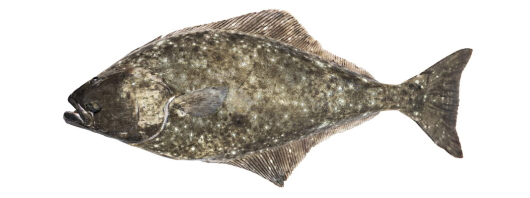 Halibut