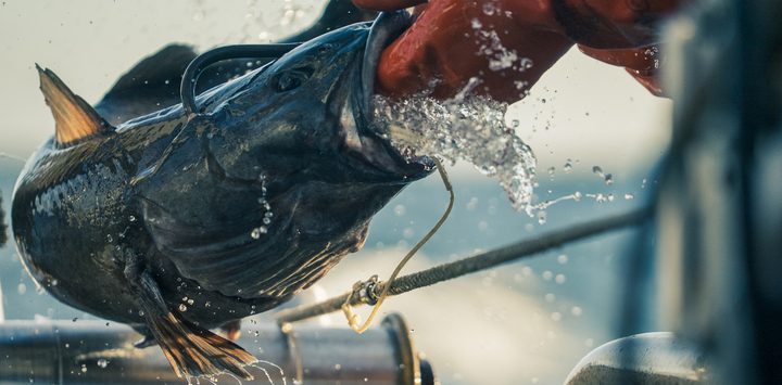 New Videos Highlight Alaska Seafood Sustainability Through Sablefish Innovation – Plus New B-Roll & Photos for Industry 2