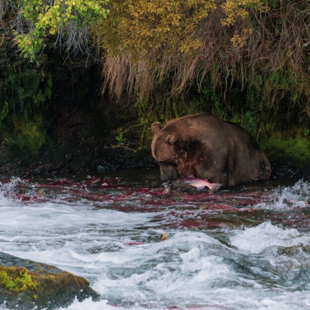 bear in trees at edge of river eating a salmon