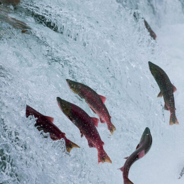 red salmon jumping in front of waterfall
