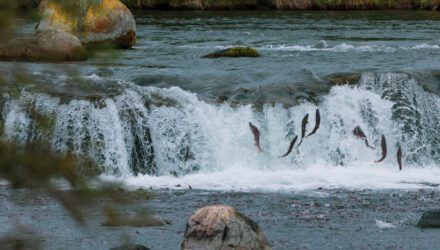wide waterfall seen from a distance with fish jumping in front