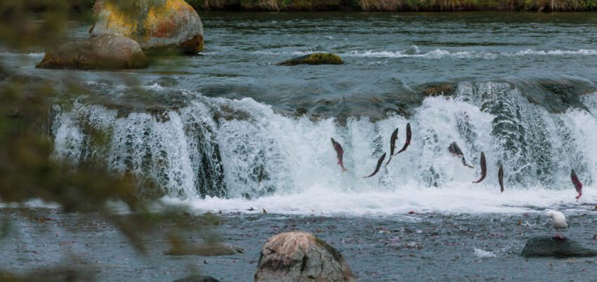 wide waterfall seen from a distance with fish jumping in front