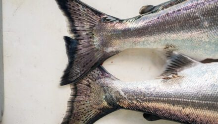Salmon Market Bulletins Available Now