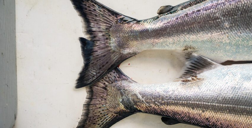 Salmon Market Bulletins Available Now