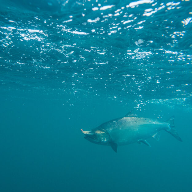 salmon swimming underwater