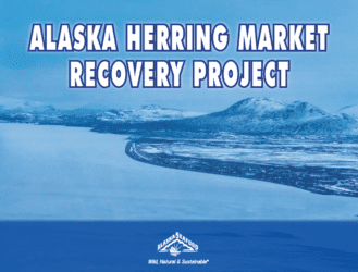 Alaska Herring Market Recovery Project Report 2022