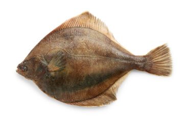 Sole (Flounder) 9