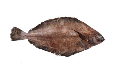 Sole (Flounder) 13