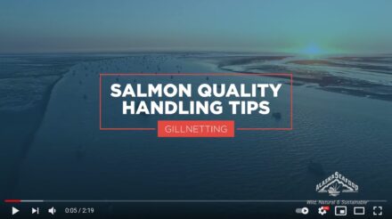 Salmon Quality Handling Tips for Gillnetting