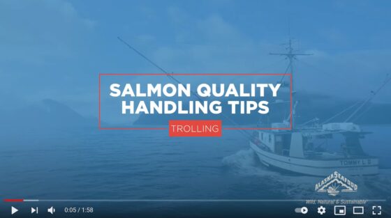 Salmon Quality Handling Tips for Trolling
