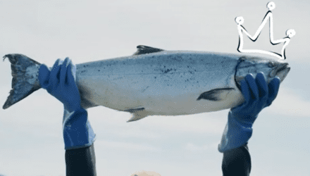 person with blue gloves holding large bright kind salmon over head with drawn crown overlaid