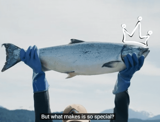 person with blue gloves holding large bright kind salmon over head with drawn crown overlaid