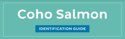 Coho Salmon ID guide
