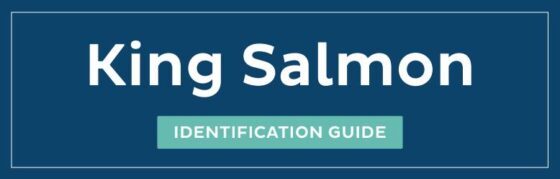 King Salmon ID guide