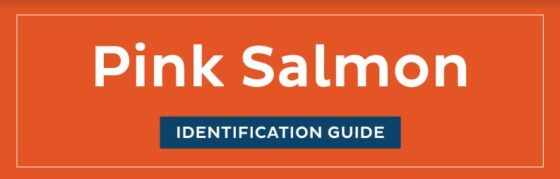 Pink Salmon ID guide