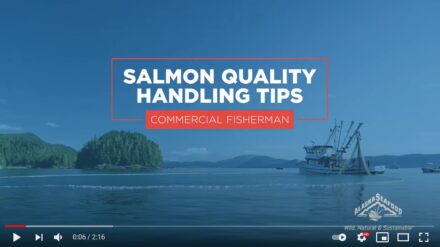Salmon Quality Handling Tips for Commercial Fishermen