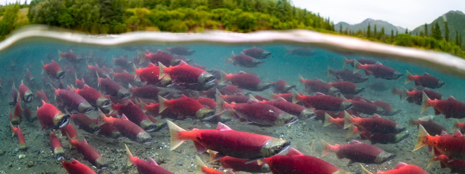 Counting Fish: Dedication to Salmon Sustainability | Alaska Seafood Marketing Institute